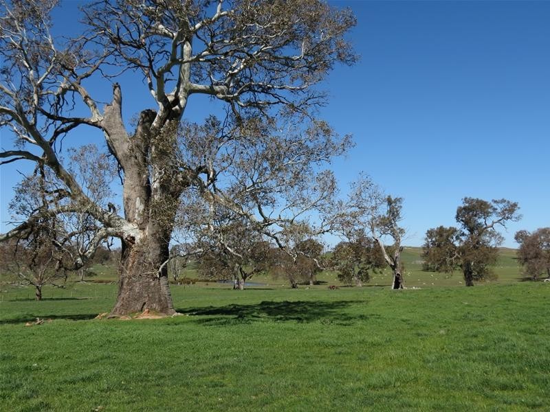 298 McGormans Road, Mount Pleasant SA 5235