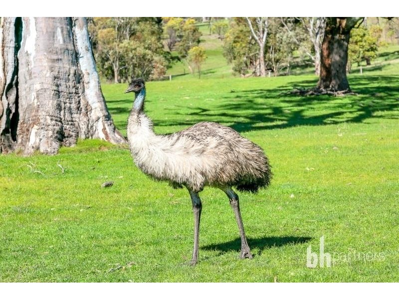 2498 Onkaparinga Valley Road, Mount Torrens SA 5244