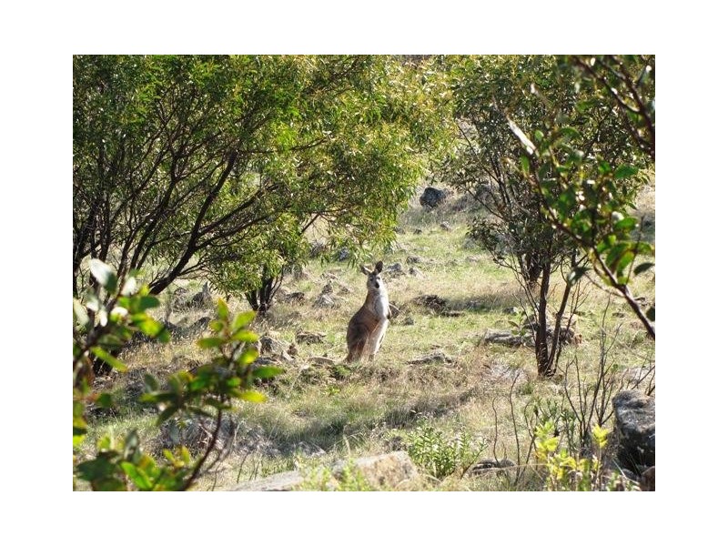 Lot 20 Jutland  Road, Springton SA 5235