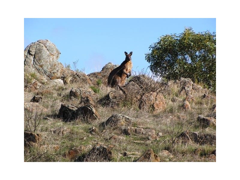 Lot 20 Jutland  Road, Springton SA 5235