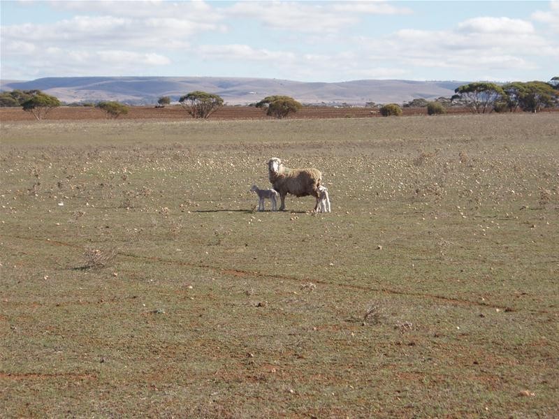 S 129, 130, 207 Sleeper Track Road, Sedan SA 5353