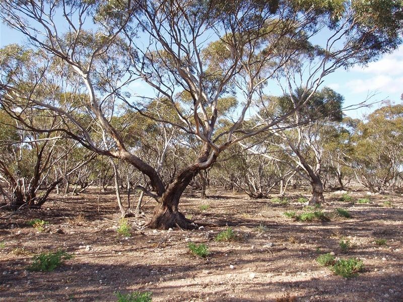 S 129, 130, 207 Sleeper Track Road, Sedan SA 5353