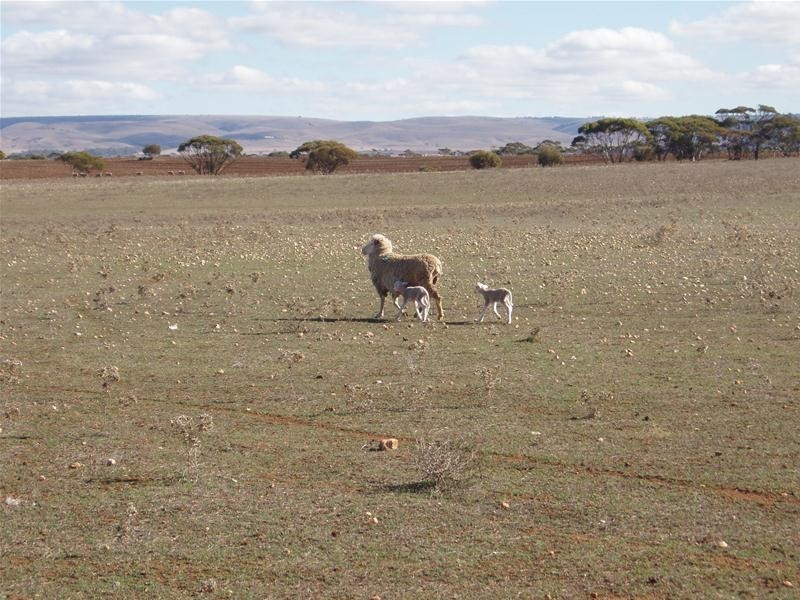 S 129, 130, 207 Sleeper Track Road, Sedan SA 5353