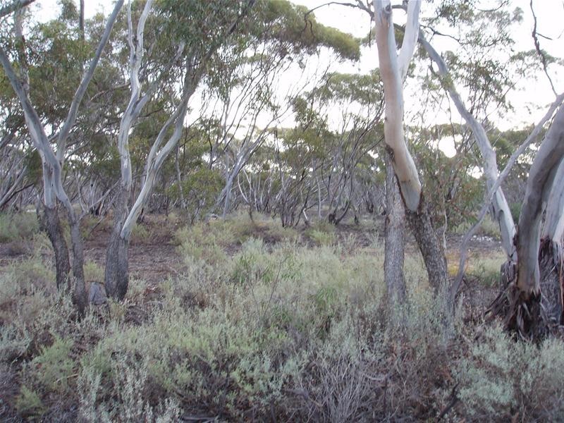 Section 47 Sleeper Track Road, Swan Reach SA 5354