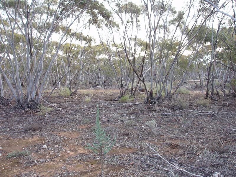 Section 47 Sleeper Track Road, Swan Reach SA 5354