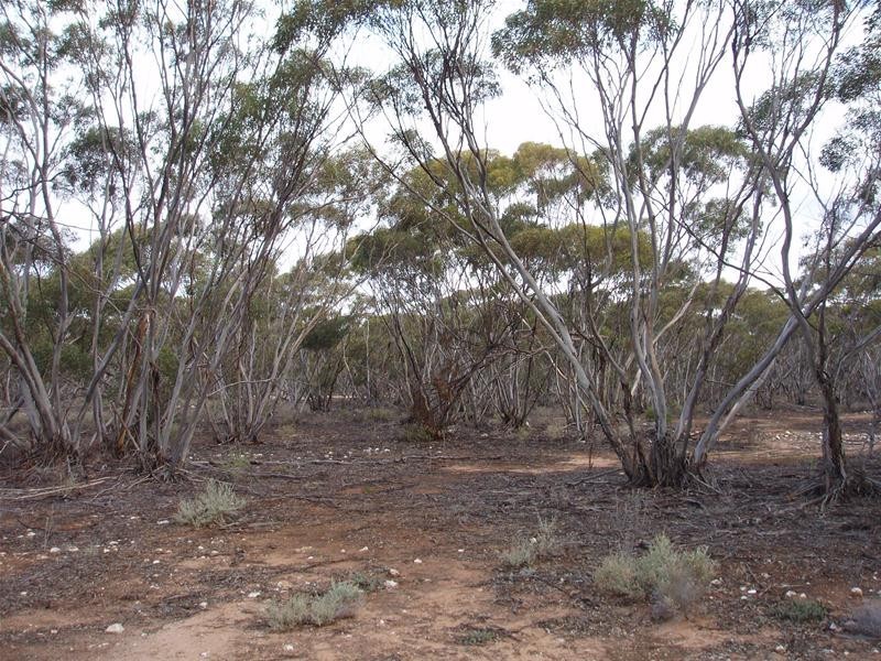 Section 47 Sleeper Track Road, Swan Reach SA 5354