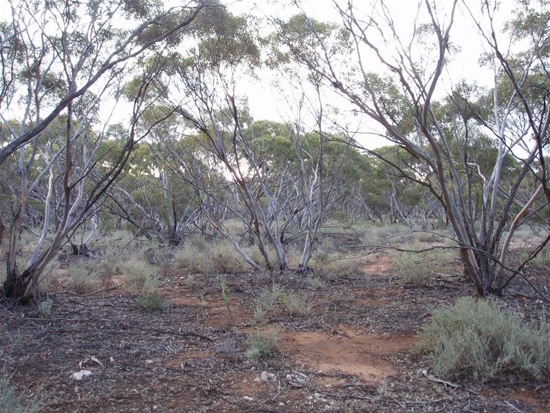 Section 47 Sleeper Track Road, Swan Reach SA 5354