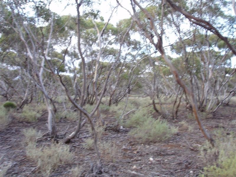 Section 47 Sleeper Track Road, Swan Reach SA 5354