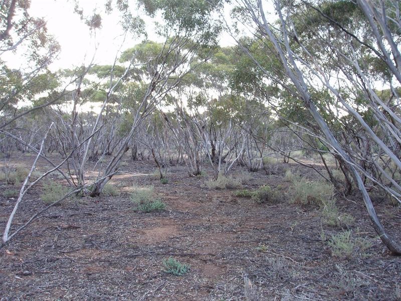 Section 47 Sleeper Track Road, Swan Reach SA 5354