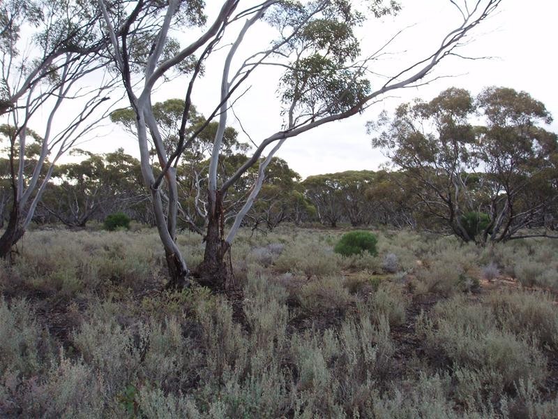 Section 47 Sleeper Track Road, Swan Reach SA 5354