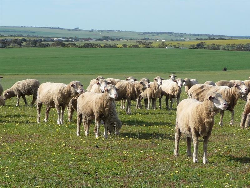 39 Ridley Road, Mannum SA 5238