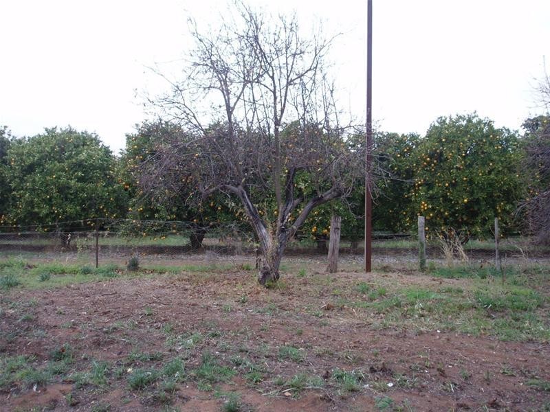 Lot 114 Swan Reach Road, Nildottie SA 5238