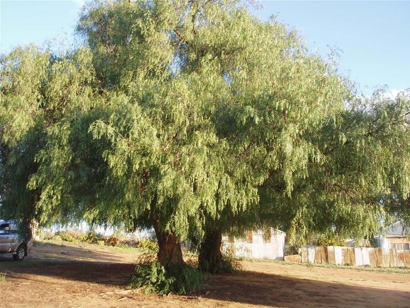 Lot 149 Swan Reach Road, Nildottie SA 5238