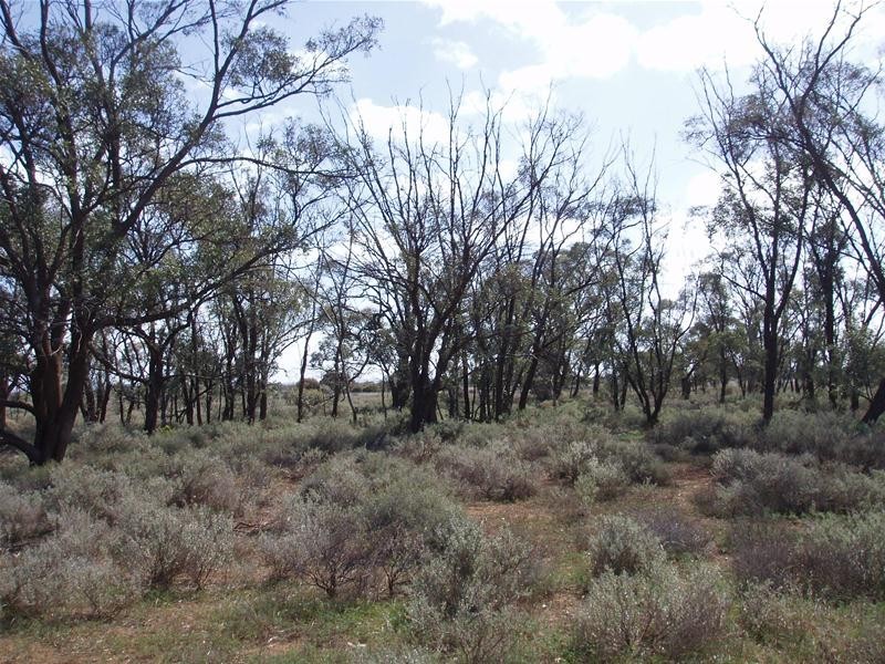 Lot 6 Diagonal Road, Annadale SA 5356