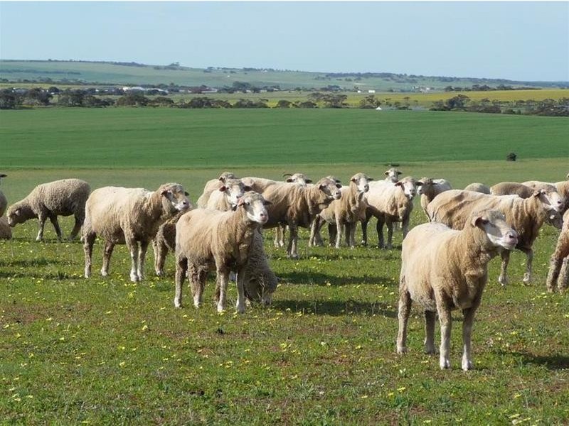 39 Ridley Road, Mannum SA 5238