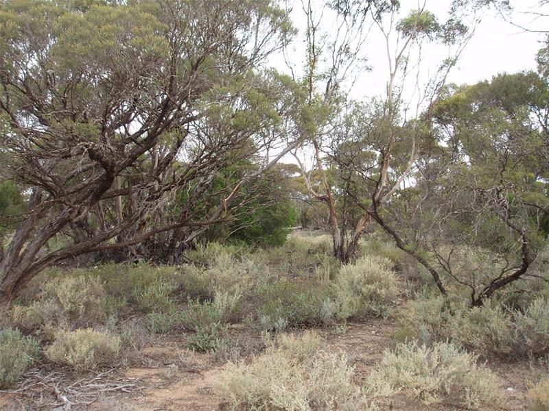 Lot 9 Stott Highway, Sedan SA 5353