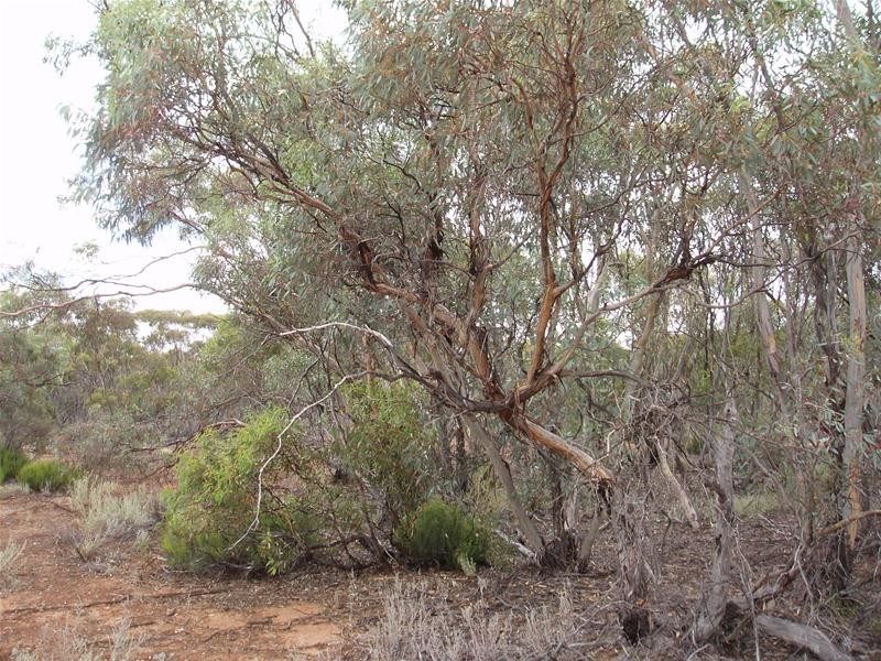 Lot 9 Stott Highway, Sedan SA 5353