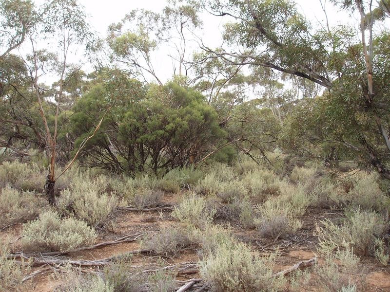 Lot 9 Stott Highway, Sedan SA 5353