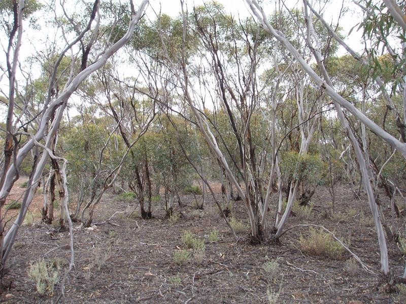 Lot 9 Stott Highway, Sedan SA 5353