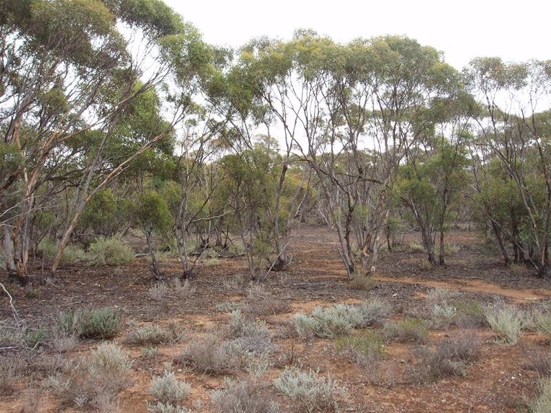 Lot 9 Stott Highway, Sedan SA 5353