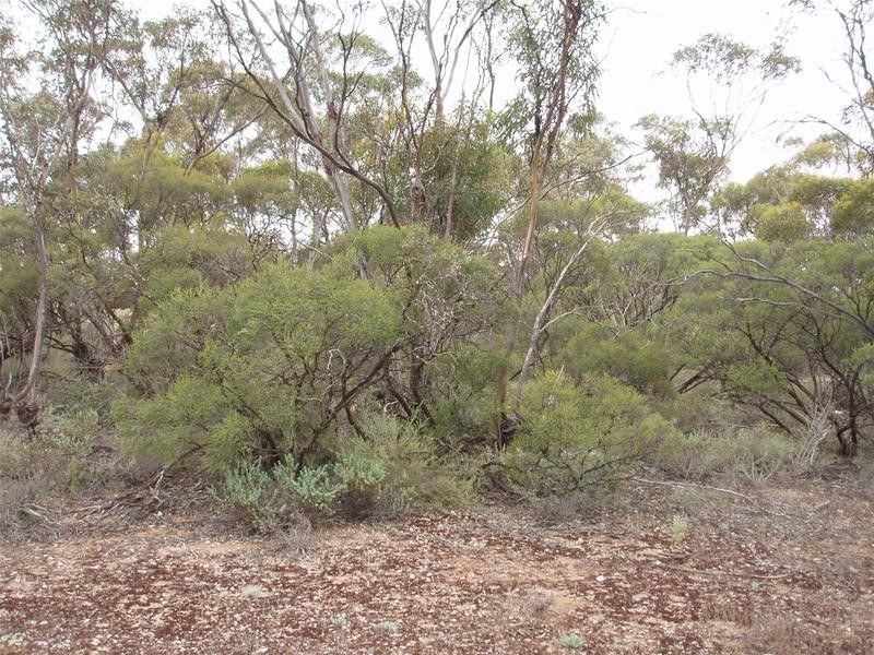 Lot 9 Stott Highway, Sedan SA 5353