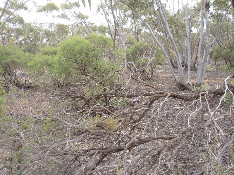 Lot 9 Stott Highway, Sedan SA 5353