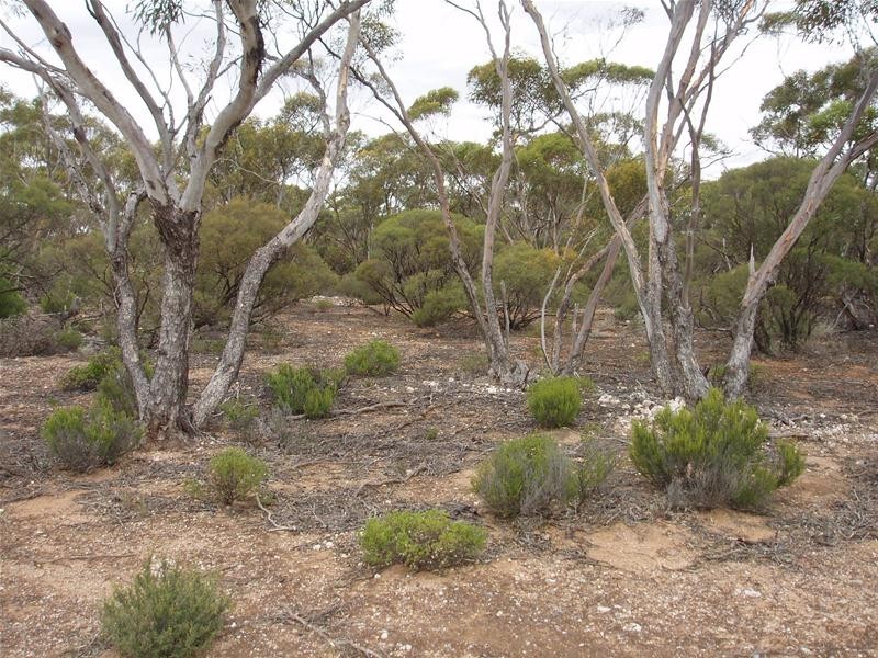 Lot 9 Stott Highway, Sedan SA 5353