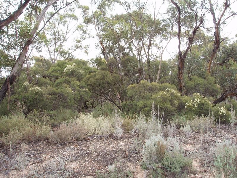 Lot 9 Stott Highway, Sedan SA 5353