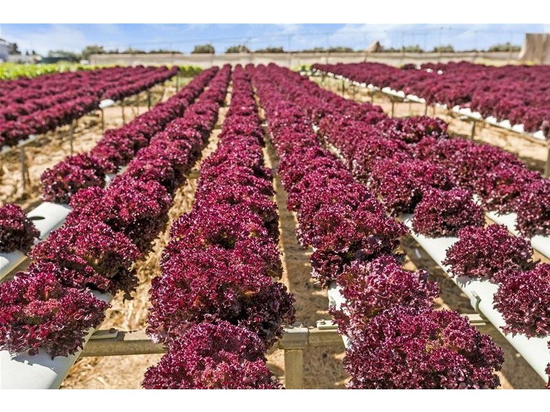 204 Broadacres Drive, Penfield Gardens SA 5121