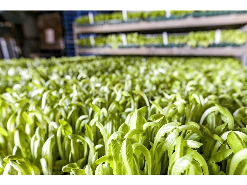 204 Broadacres Drive, Penfield Gardens SA 5121