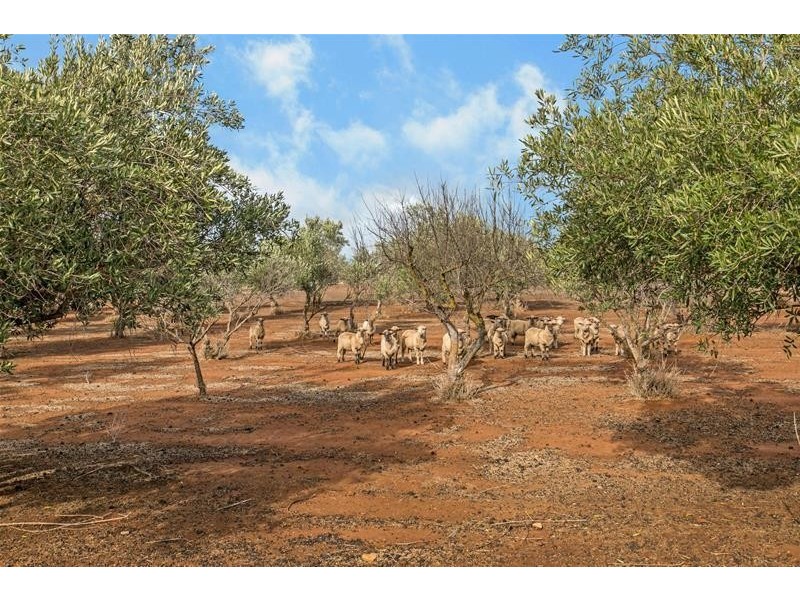 506 Robert Road, Penfield Gardens SA 5121 RE/MAX LIVING Sold