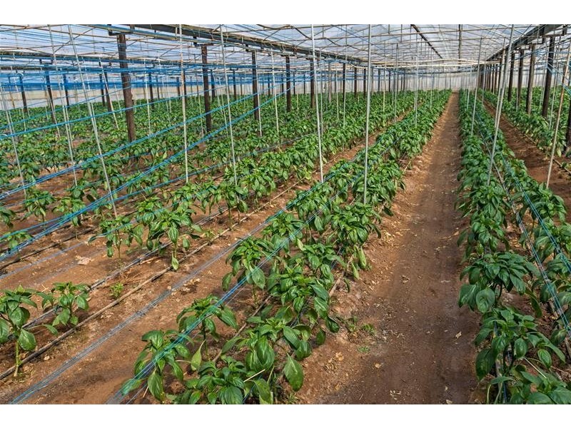 96 Gawler Road, Virginia SA 5120