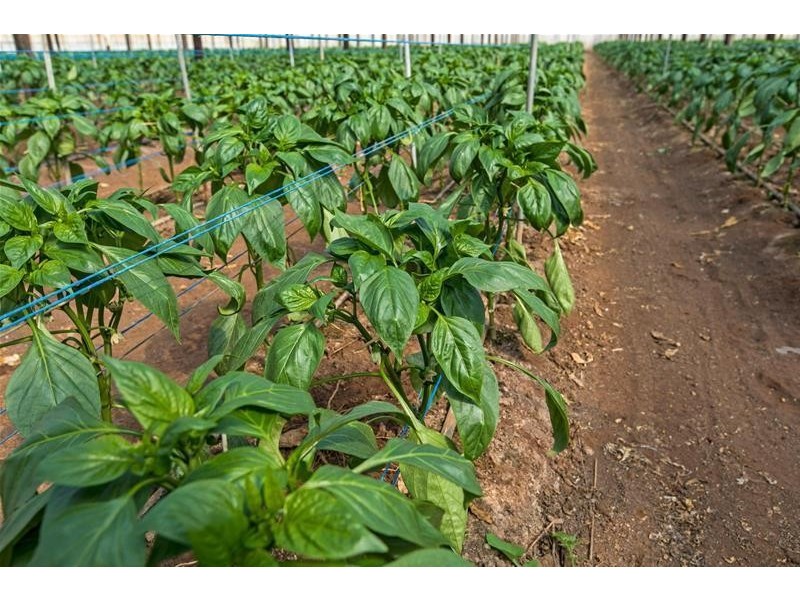 96 Gawler Road, Virginia SA 5120