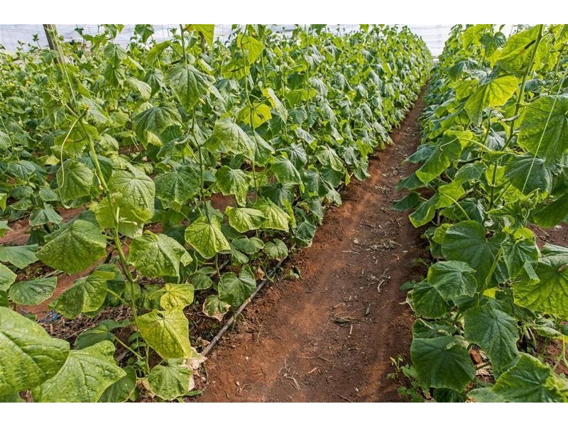 96 Gawler Road, Virginia SA 5120