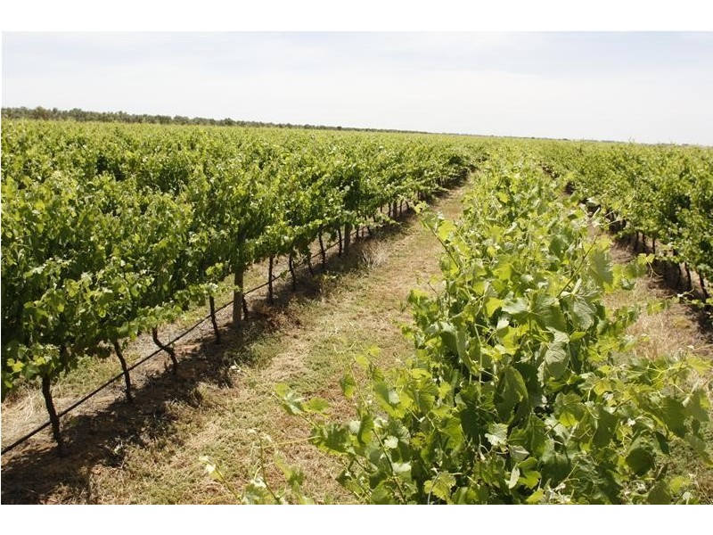 382 & 383 Brownes Road, Two Wells SA 5501