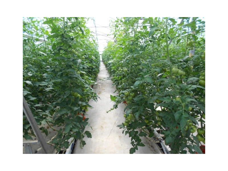 35 Ellis Road, Two Wells SA 5501