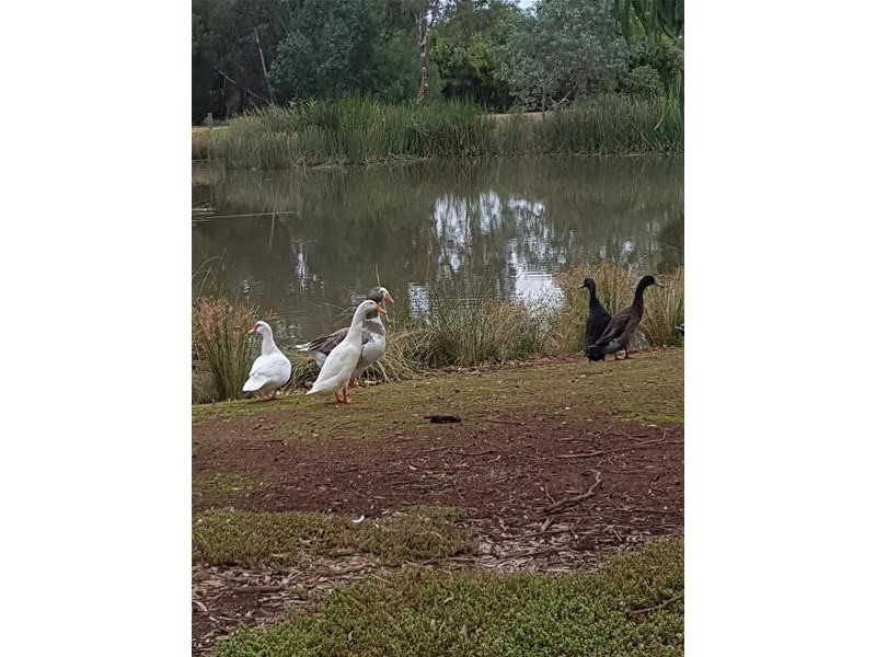 49 Shillabeer Road, Elizabeth Park SA 5113