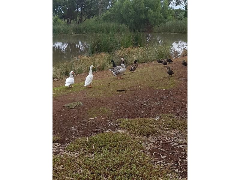 49 Shillabeer Road, Elizabeth Park SA 5113