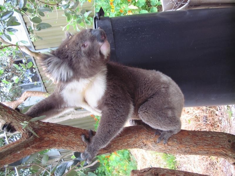 118 Springbank Road, Clapham SA 5062