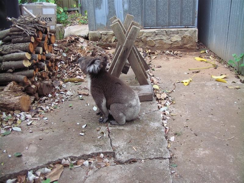 118 Springbank Road, Clapham SA 5062