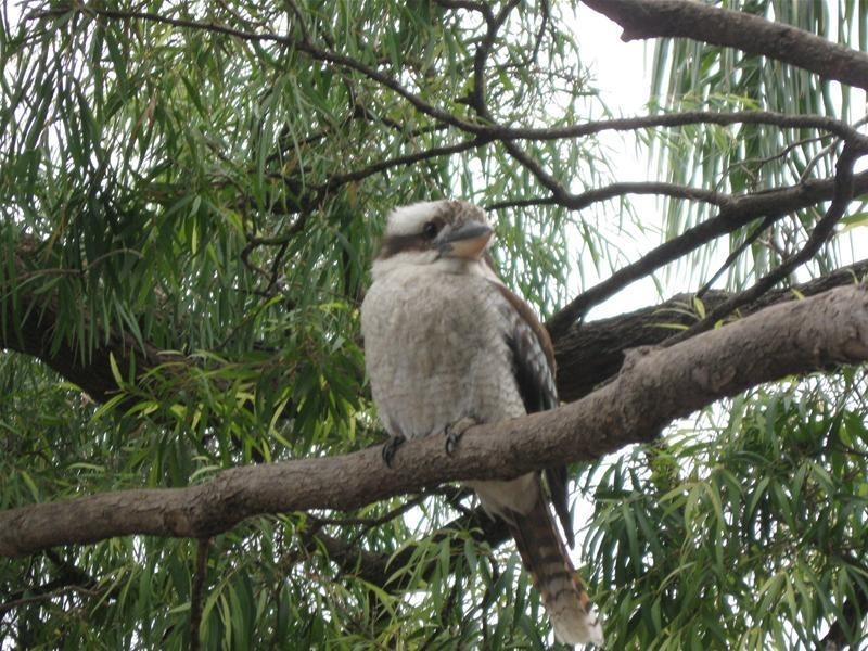 118 Springbank Road, Clapham SA 5062