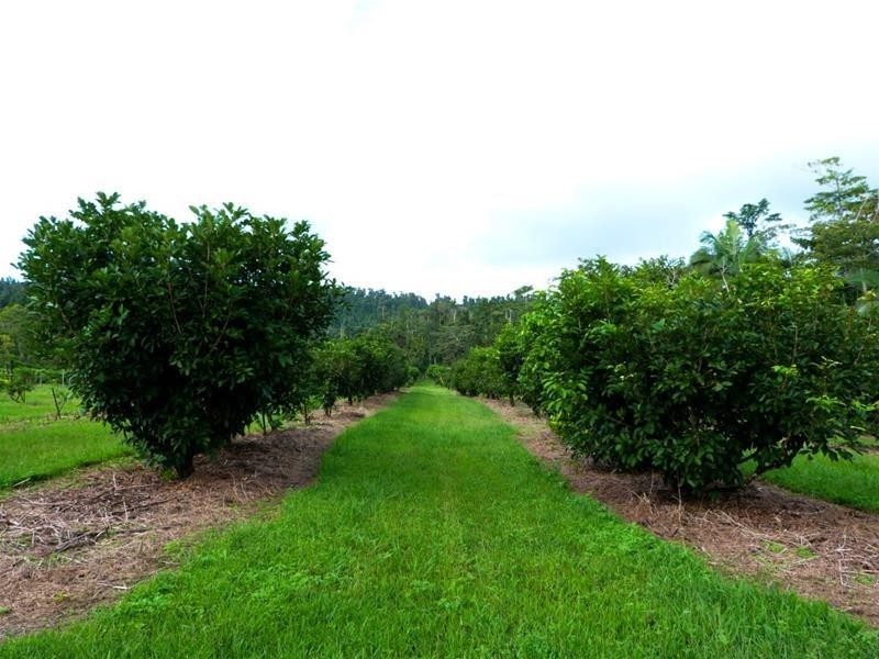 Lot 1, 463 East Feluga Road, East Feluga QLD 4854