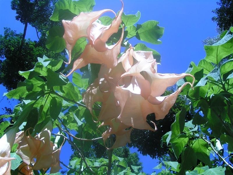 1349A Cassowary Drive, Mission Beach QLD 4852