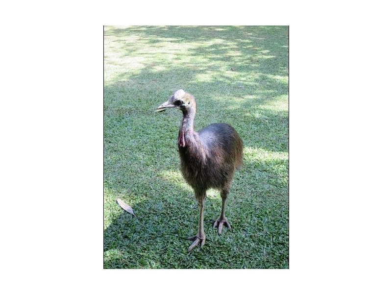 54 Thistle Road, Maadi QLD 4855