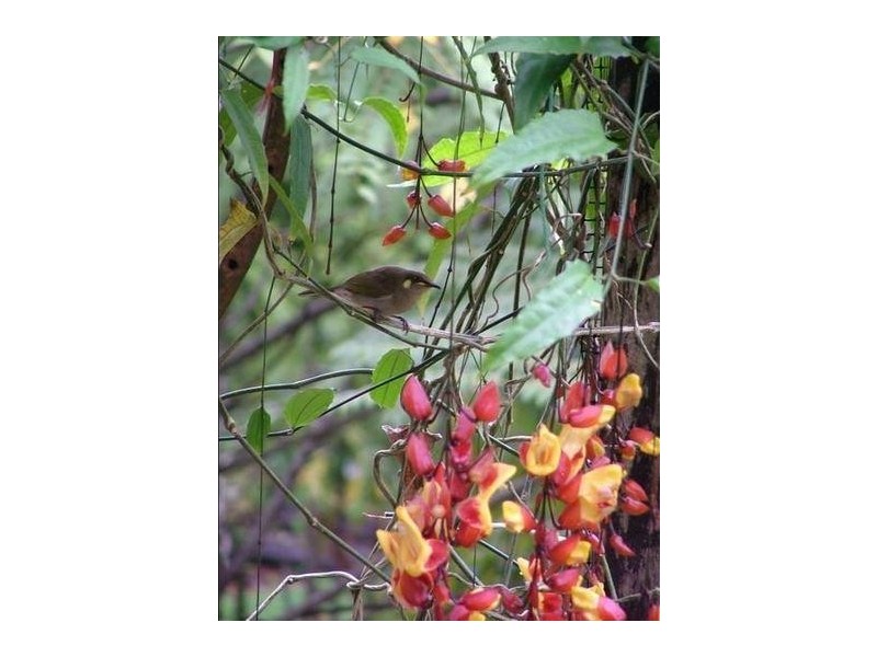 54 Thistle Road, Maadi QLD 4855