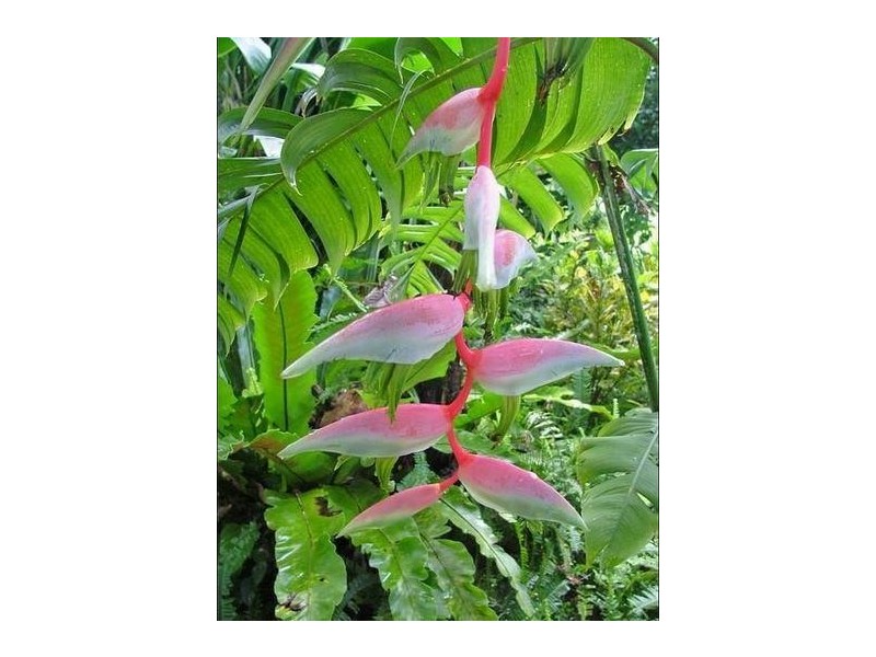 54 Thistle Road, Maadi QLD 4855