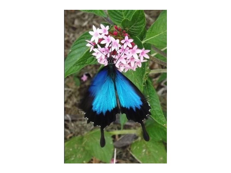 54 Thistle Road, Maadi QLD 4855