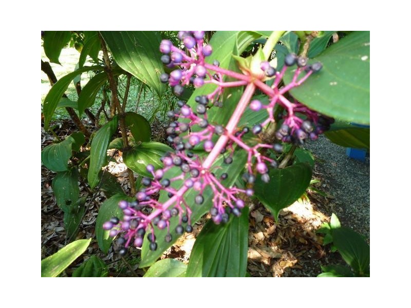 856 East Feluga Road, East Feluga QLD 4854