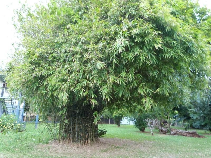 Lot 113, 29 Cutten Street, Bingil Bay QLD 4852