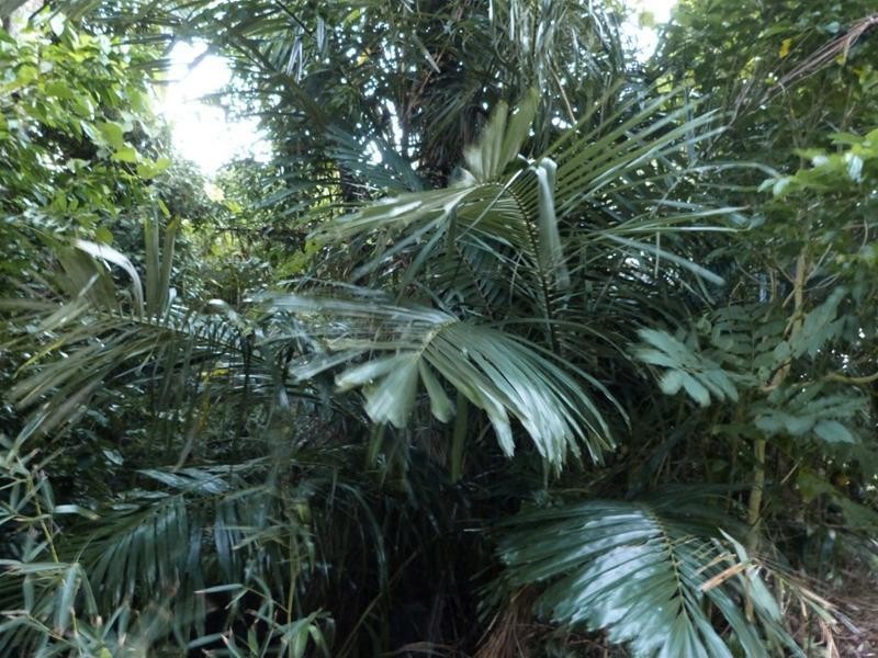 Lot 113, 29 Cutten Street, Bingil Bay QLD 4852